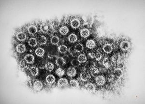 rotavirus isolated from intestine
